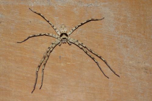 Réf. 143 769 : Heteropoda venatoria