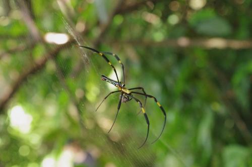 Réf. 143 873 : Nephila pilipes
