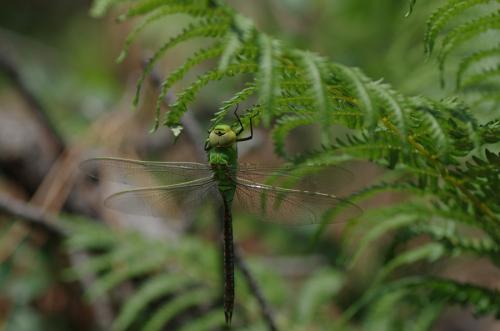 Anax imperator