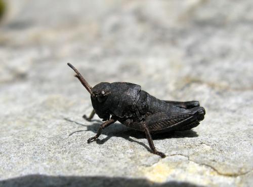 Réf. 143 164 : Psophus stridulus stridulus