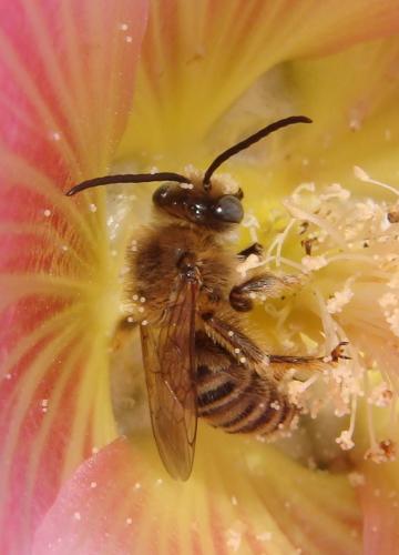 Réf. 143 756 : Tetralonia malvae