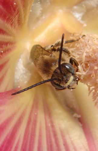 Réf. 143 757 : Tetralonia malvae