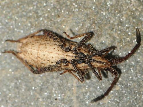 Coriomeris affinis