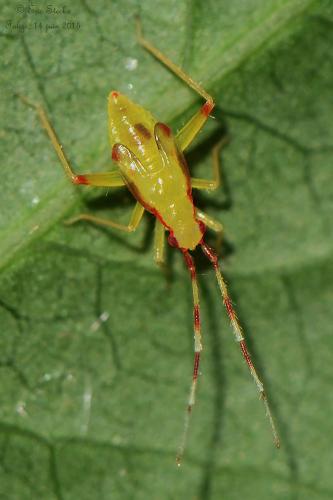 Campyloneura virgula