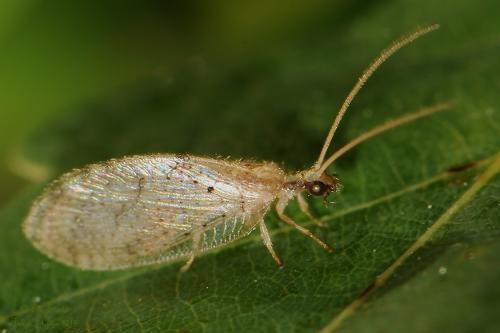 Hemerobius sp.