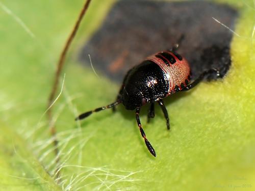 Piezodorus lituratus