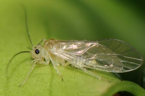Stenopsocus immaculatus