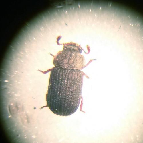 Eledona agricola
