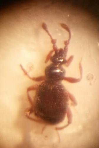 Réf. 143 512 : Bryaxis curtisii