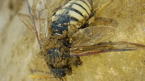 Cimbex sp.