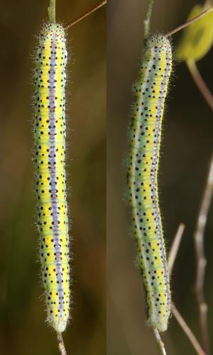 Réf. 143 746 : Euchloe crameri