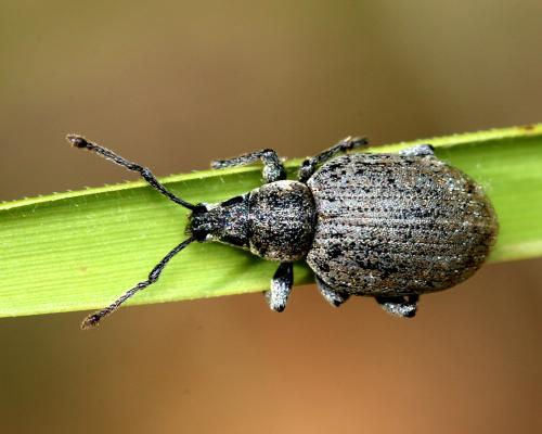 Réf. 143 865 : Peritelus sphaeroides