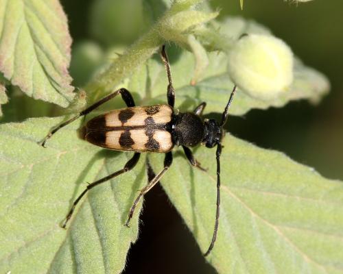 Réf. 143 867 : Pachytodes erraticus