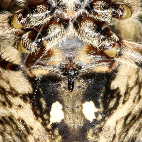 Araneus angulatus