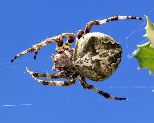 Araneus angulatus