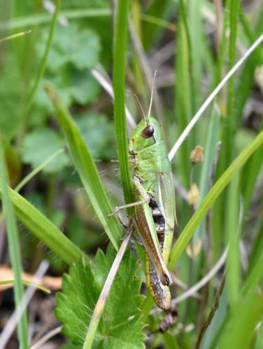 Pseudochorthippus parallelus