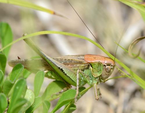 Réf. 143 327 : Platycleis albopunctata
