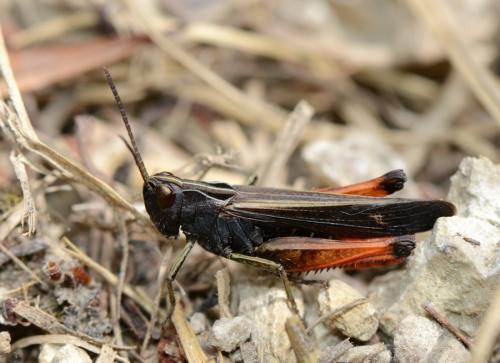 Réf. 143 323 : Omocestus rufipes