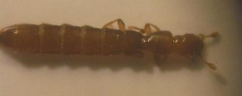 Réf. 143 826 : Euaesthetotyphlus almajensis