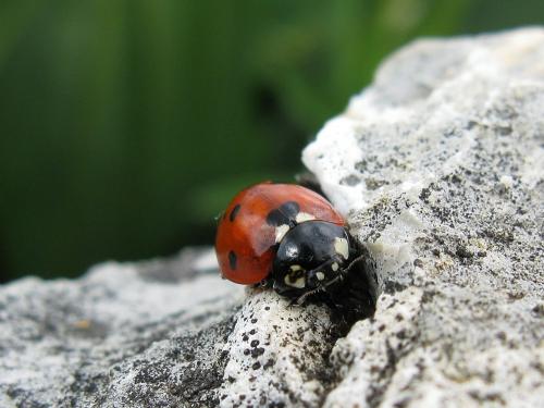 Réf. 143 882 : Coccinella septempunctata