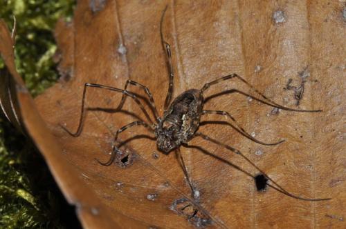 Réf. 143 060 : Platybunus pinetorum