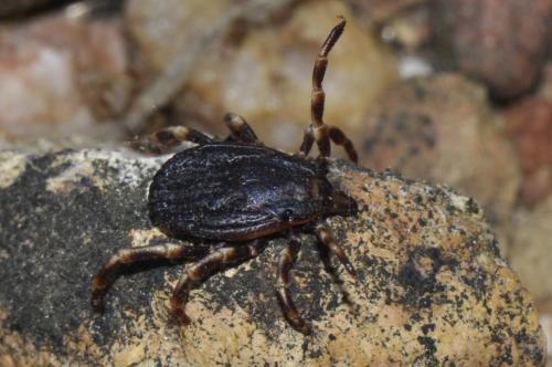 Réf. 143 069 : Hyalomma marginatum