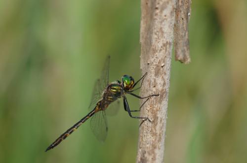 Somatochlora flavomaculata