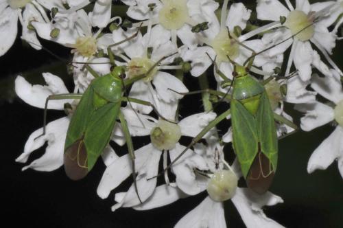 Réf. 143 913 : Calocoris alpestris