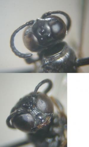 Trypoxylon (clavicerum)