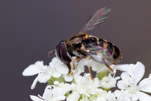 Réf. 143 558 : Paragus quadrifasciatus