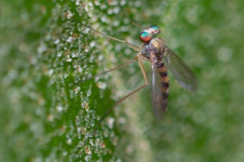 Réf. 143 578 : Sciapus euzonus