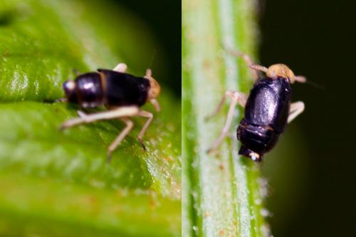 Réf. 143 679 : Ditropis pteridis