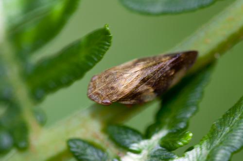 Aphrophora alni