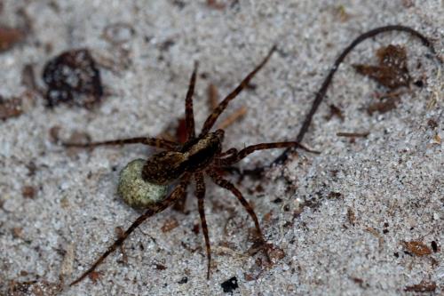 Pardosa sp.