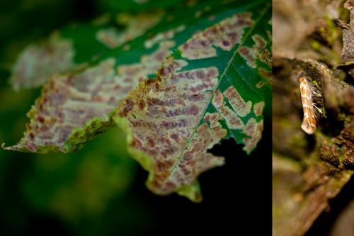 Réf. 143 780 : Cameraria ohridella