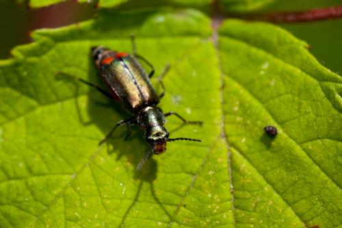 Malachius bipustulatus