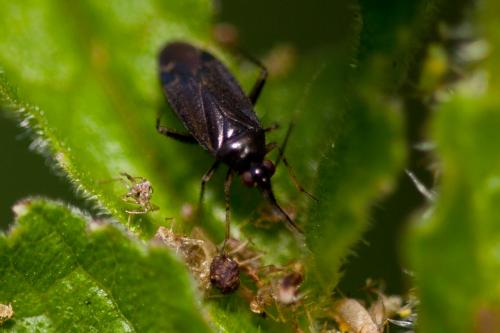 Réf. 143 791 : Plagiognathus arbustorum