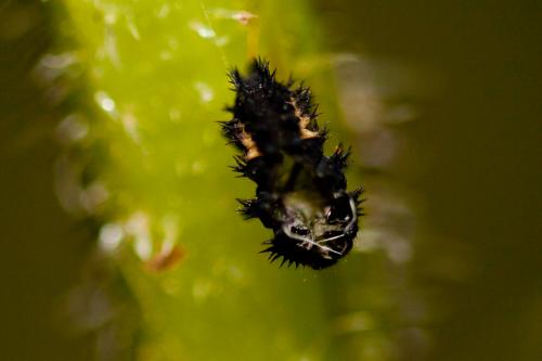 Harmonia axyridis