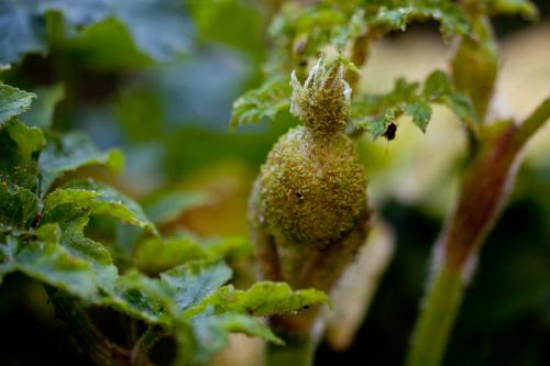 Cavariella theobaldi