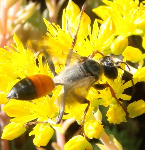 Sphex funerarius