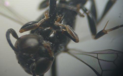 Trypoxylon (clavicerum)