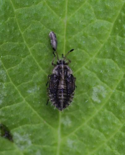 Tingis pilosa