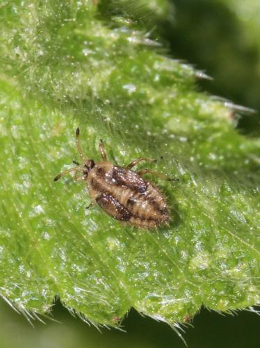 Tingis pilosa