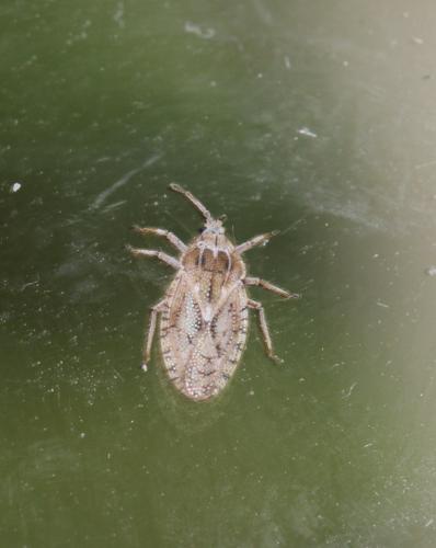 Réf. 143 108 : Tingis pilosa