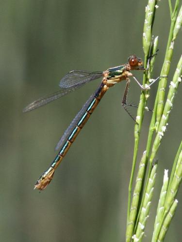 Réf. 143 612 : Lestes dryas