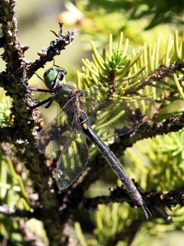 Somatochlora arctica