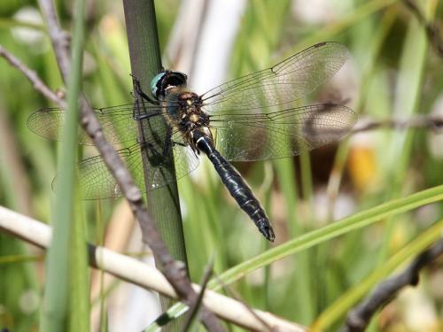 Somatochlora alpestris