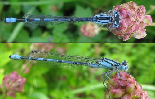 Réf. 143 186 : Enallagma cyathigerum