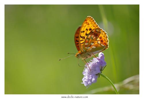 Argynnis adippe