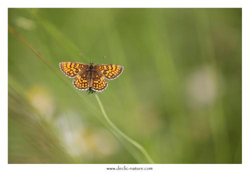 Réf. 143 626 : Melitaea athalia celadussa